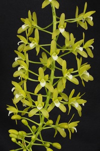 Cym. canaliculatum Royal Basin Verde CHM 85 pts. flower